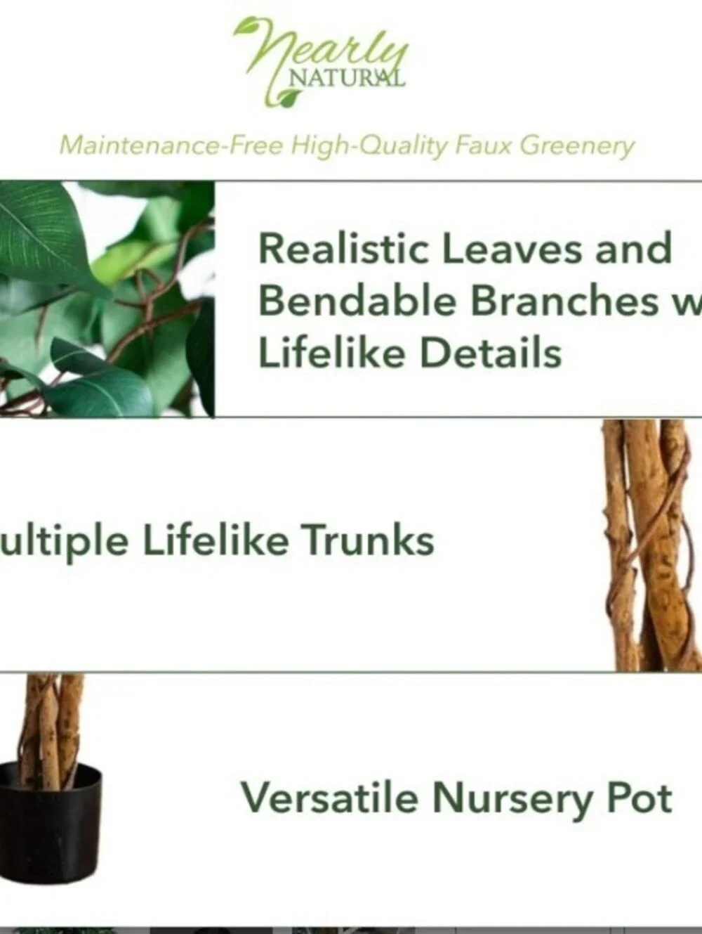 4ft Triple Trunk Ficus Silk Tree in Pot